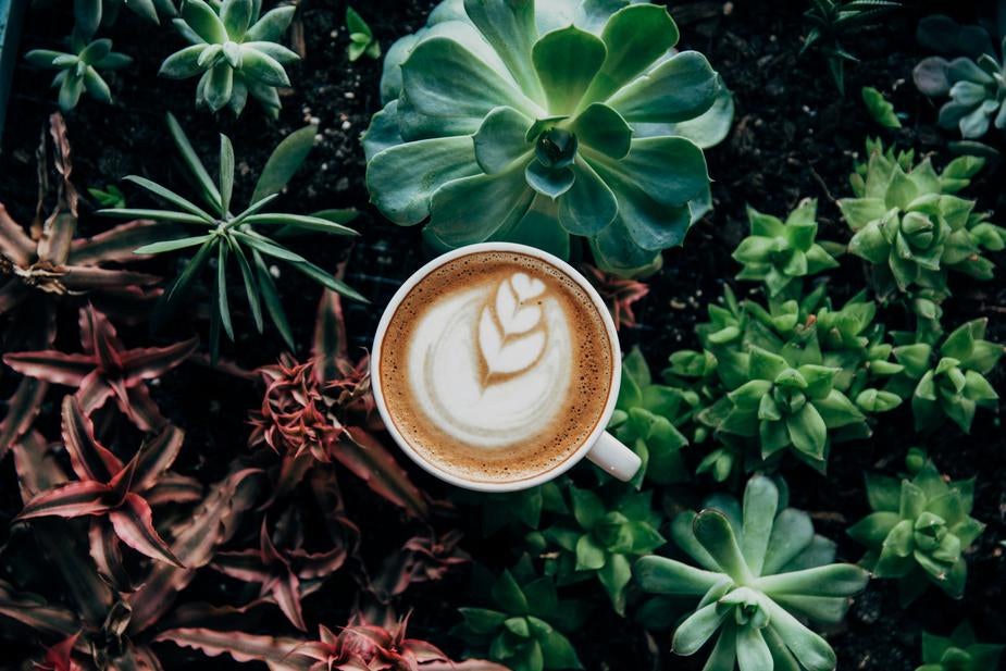 Achilles-Coffee-Roasters Coffee As An Antioxidant
