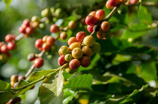 SL28 and SL34 Coffee Varieties