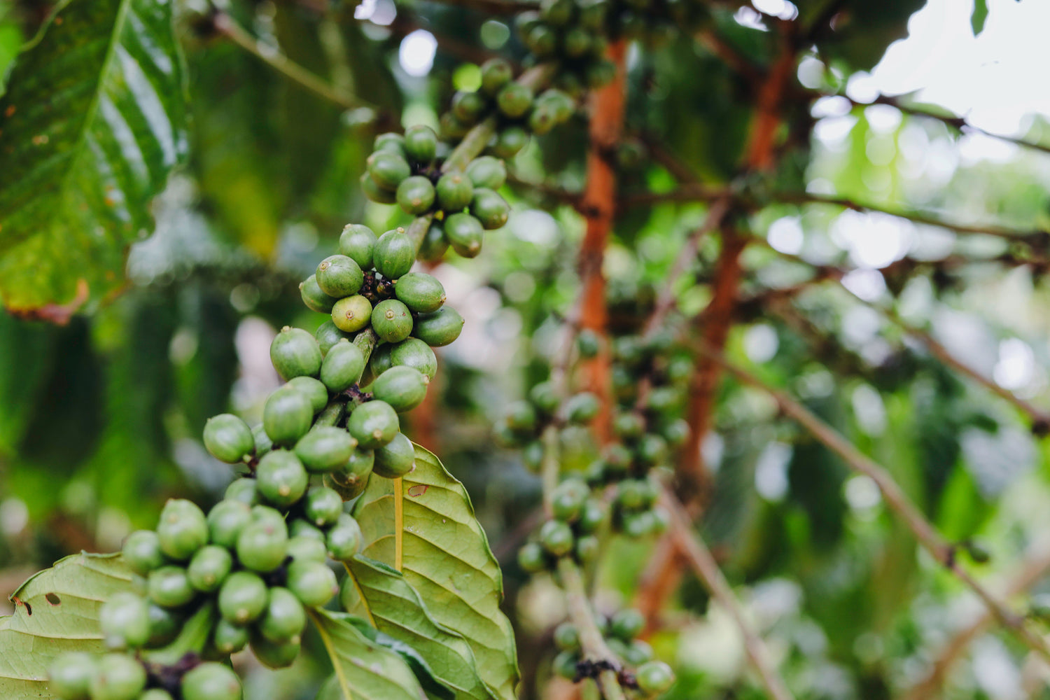 Buy Mexico Chiapas Decaf Single Origin Coffee