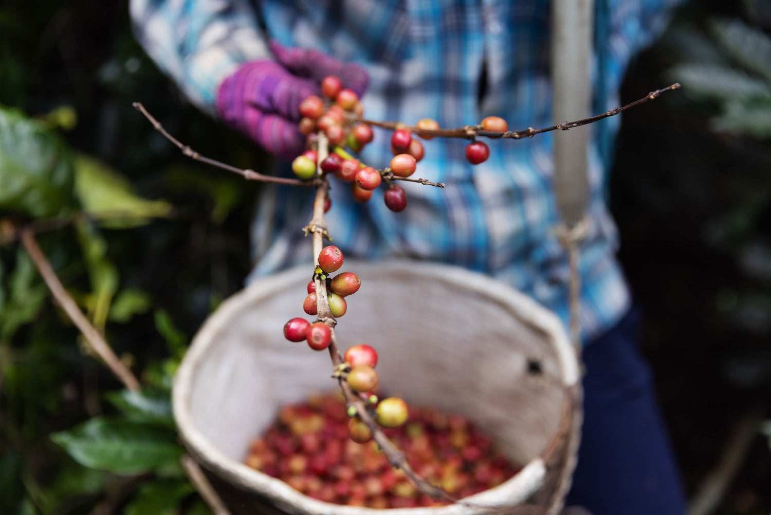 Buy Papua New Guinea Dark Roast Single Origin Coffee