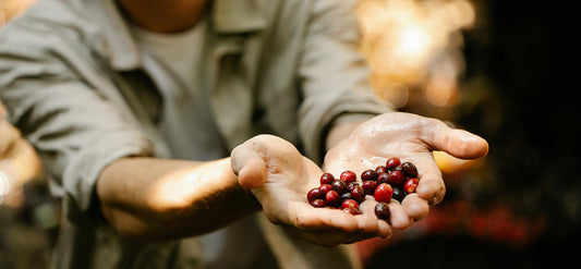 A Tour of Coffee Origins: How Geography Shapes Taste Beyond Light, Medium, and Dark: The Language of Modern Roast Profiles