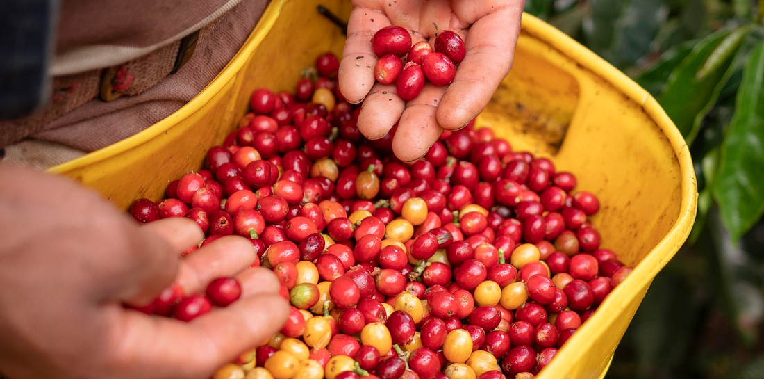 Brix Measurement in Coffee Cherries