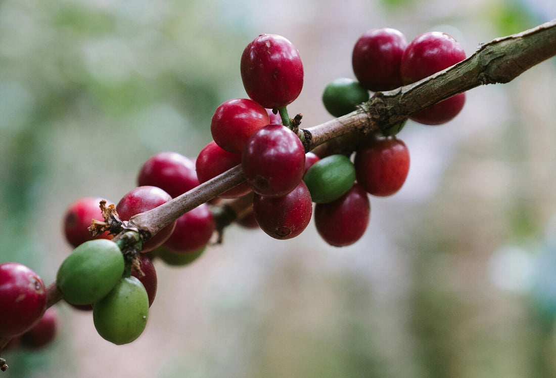 African vs Latin American Coffee: What’s the Difference?