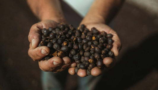 Brazilian Coffee: Flavor, Production, and Why There’s a Global Scarcity Right Now