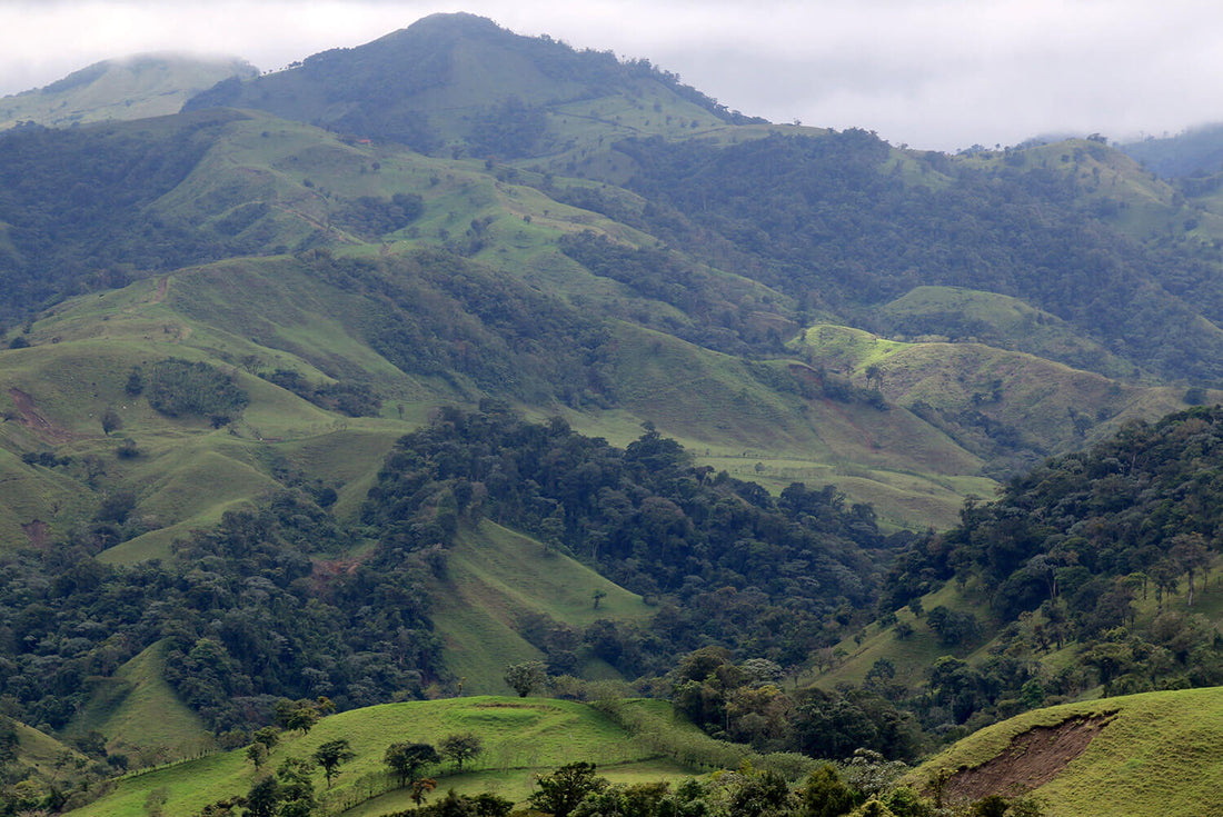 Central American Coffee Profiles: A Complete Breakdown