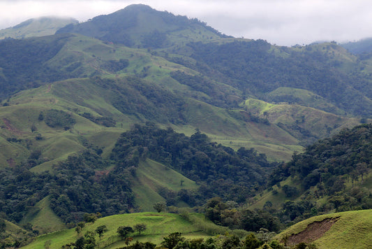 Central American Coffee Profiles: A Complete Breakdown