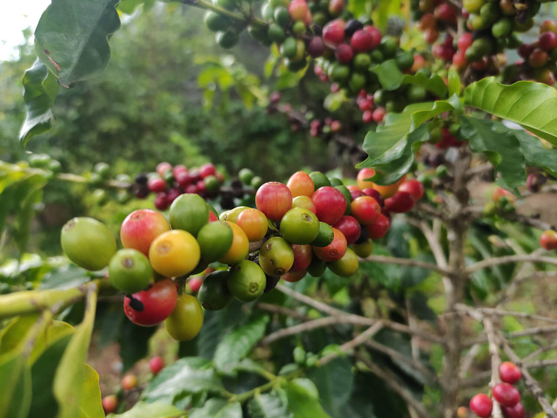 Coffee Farming Methods: Traditional vs Modern Approaches