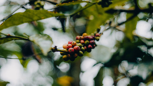 Coffee Harvest Seasons Around the World: When Major Origins Pick, Process, and Ship Coffee