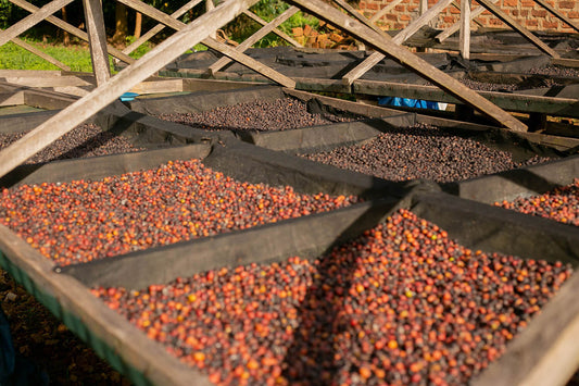 Coffee Processing Methods Explained: Washed, Natural, Honey, and Wet-Hulled