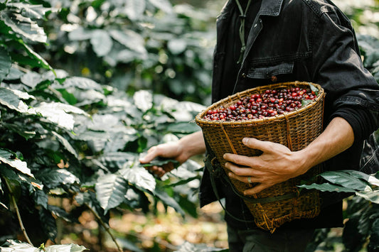 Costa Rican Coffee: Flavor, Regions, Processing, and What Makes It Exceptional