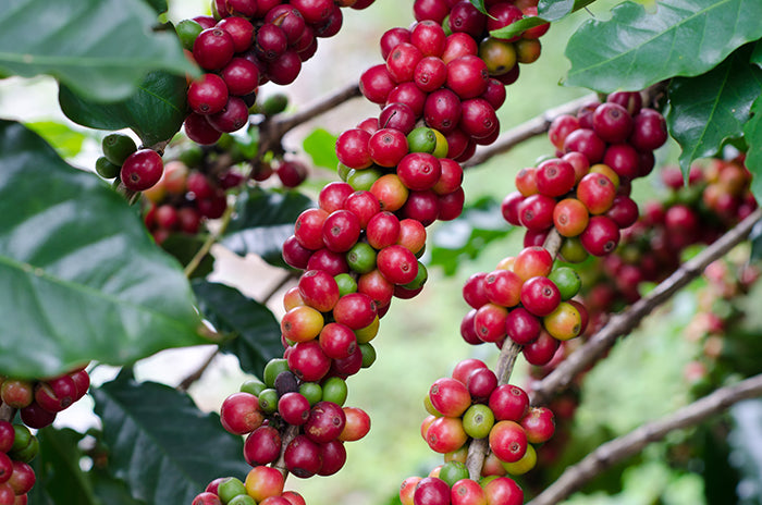 Direct-Trade-Coffee-Fair-Trade-Coffee-Achilles-Coffee-Roasters