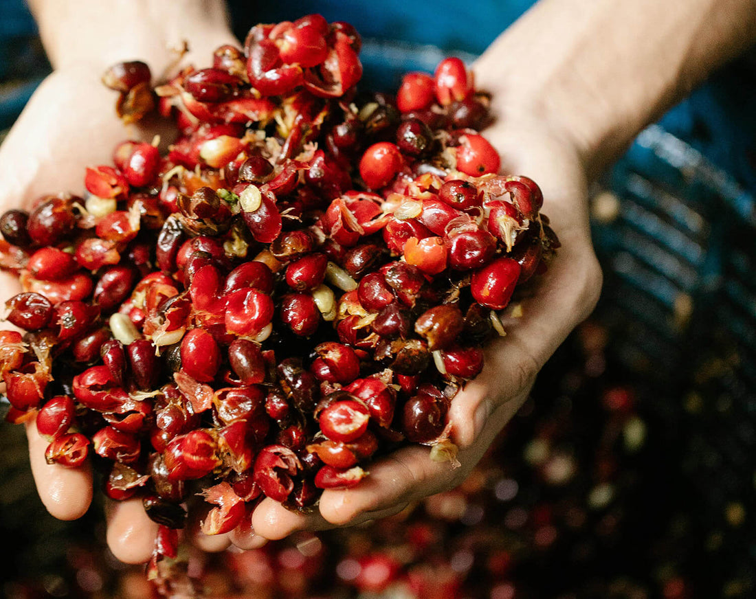 Direct Trade vs. Fair Trade: What It Really Means for Coffee Quality