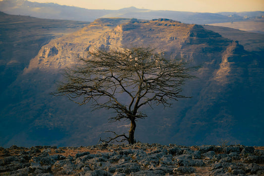 Ethiopian Coffee: Origin, Flavor, Regions, and Why It Defines Coffee Itself