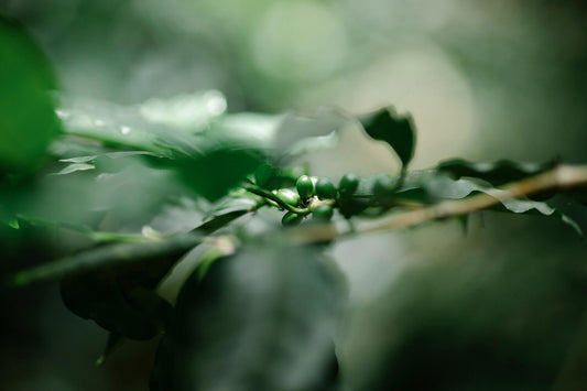 From Green Bean to Golden Cup: The Complete Journey of Coffee Roasting