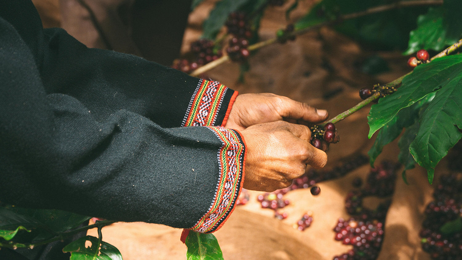 How Altitude Affects Coffee Flavor — From Lowlands to High Peaks ...