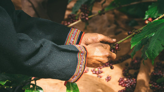 How Altitude Affects Coffee Flavor — From Lowlands to High Peaks