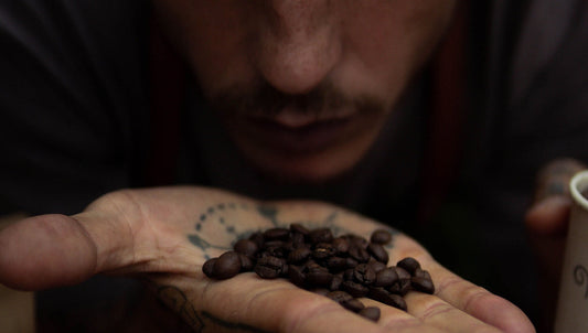 How Coffee Is Graded: Scores, Defects, Bean Size, Quality, and Specialty Coffee Standards