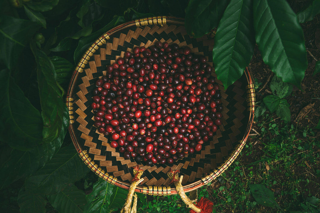 Is Coffee Becoming Scarce? Understanding the Future of the World’s Most Loved Drink