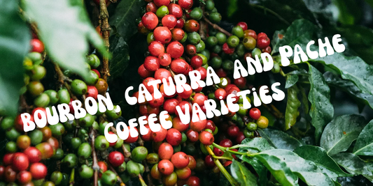 Bourbon, Caturra, and Pache Coffee Varieties