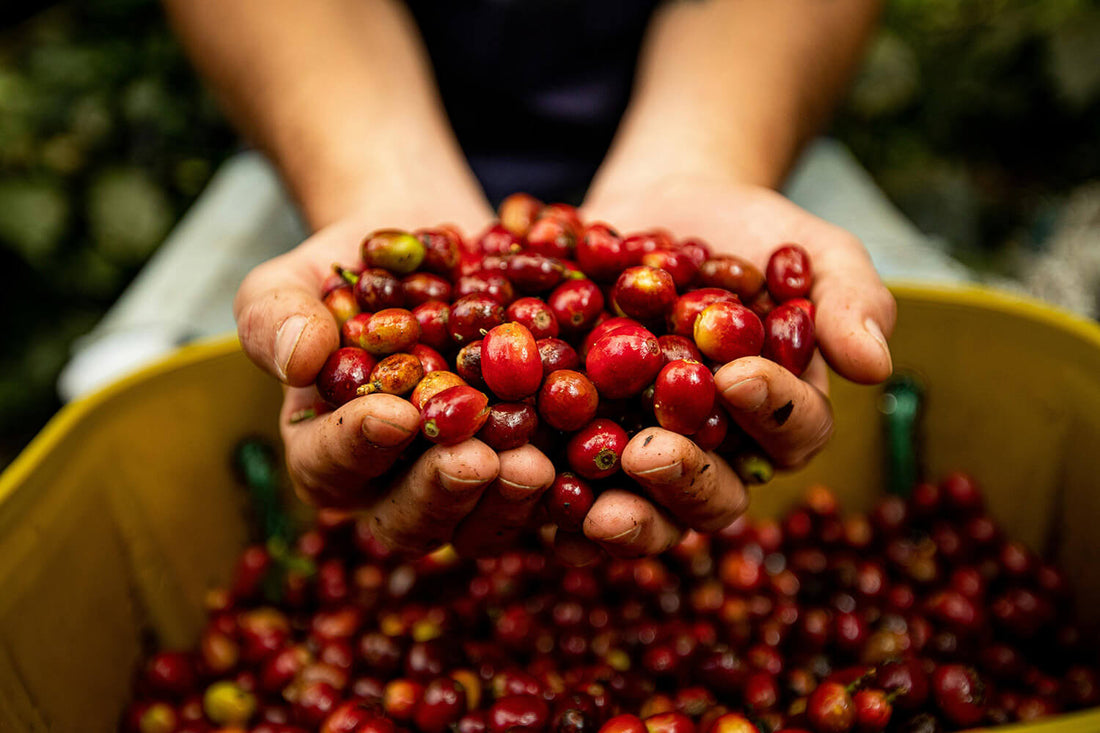 Latin American Coffees: Balance, Body, and the Taste of Tradition