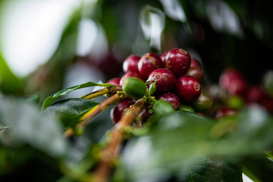 Peruvian Coffee: Flavor, Regions, Sustainability, and Why It’s One of the Most Underrated Origins