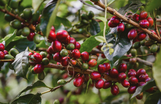 Shade-Grown vs. Sun-Grown Coffee: What’s the Difference?