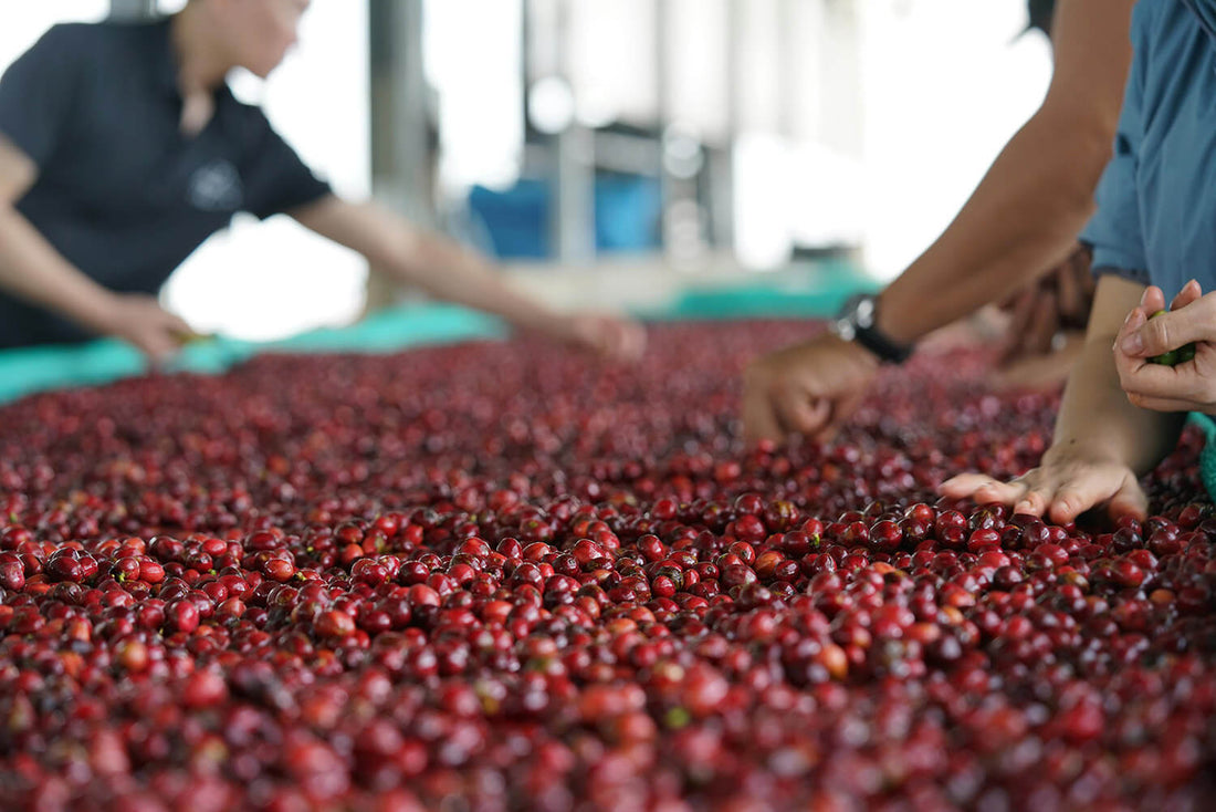 Sumatran Coffees and the Art of Earthy Complexity