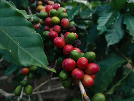 The Complete Guide to Coffee Beans: From Species to Cup