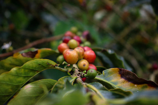 The Future of Coffee Growing Regions in a Warming World