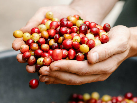 The Human Story Behind Every Cup: How Farmers Shape the Flavor You Love