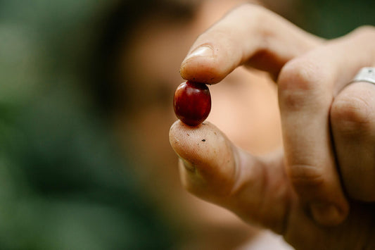 The Role of Altitude and Terroir in Coffee Flavor Development