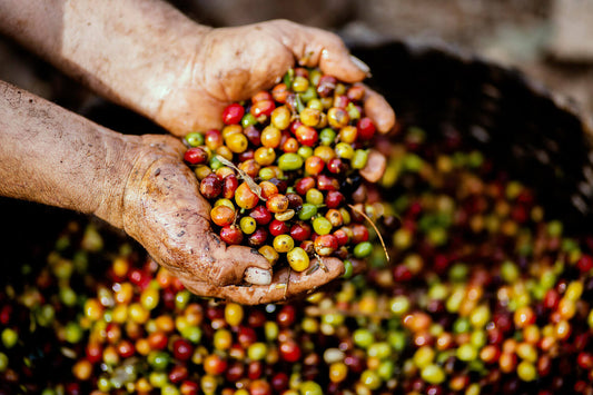 Understanding Flavor Notes in Coffee: What “Citrus,” “Chocolate,” and “Nutty” Really Mean