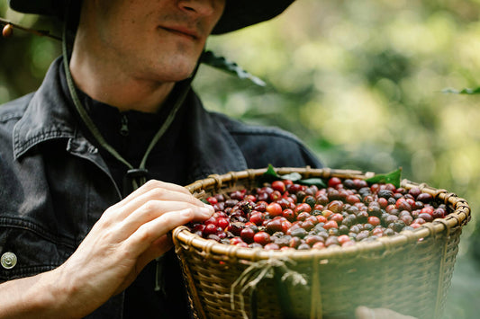Why Coffee Origin Matters: Exploring Regional Flavor Profiles