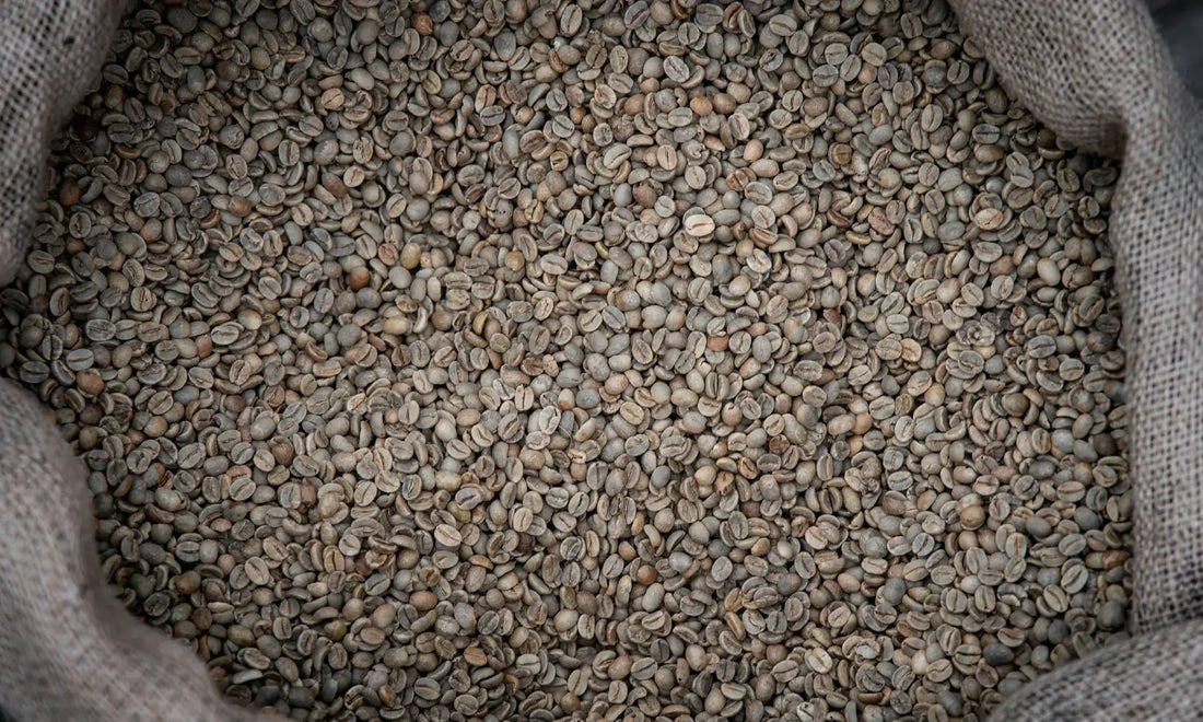Unroasted green coffee beans in a burlap sack, illustrating moisture and storage conditions.