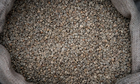 Unroasted green coffee beans in a burlap sack, illustrating moisture and storage conditions.