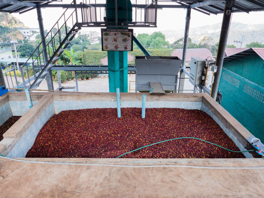 Ripe red coffee cherries in a post-harvest processing basin at a coffee mill.