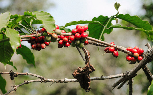 Coffee plant branch with green leaves and ripening cherries illustrating coffee plant health and disease risk