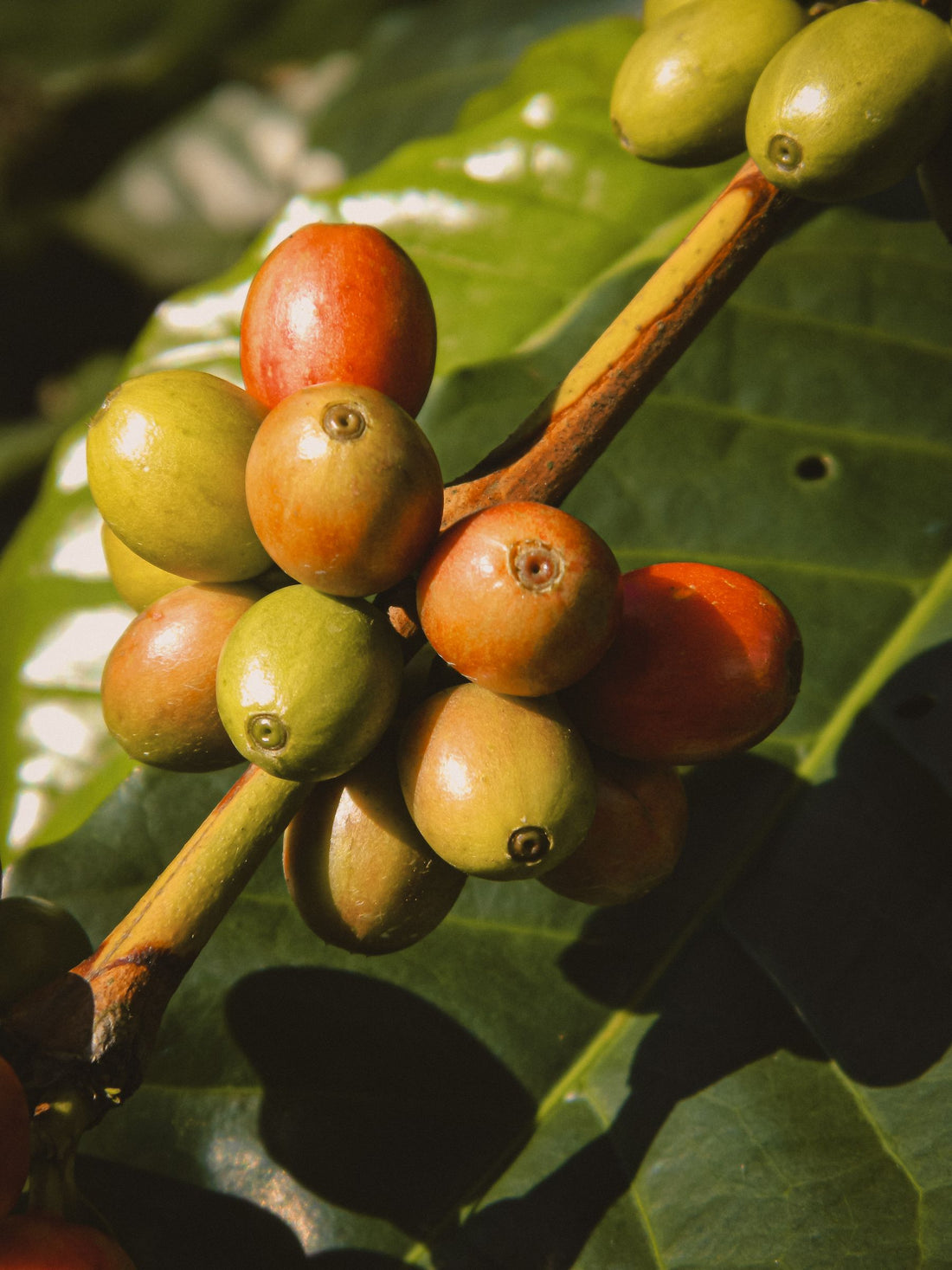 Ripe red and green coffee cherries on a branch illustrating fruit development and coffee sweetness