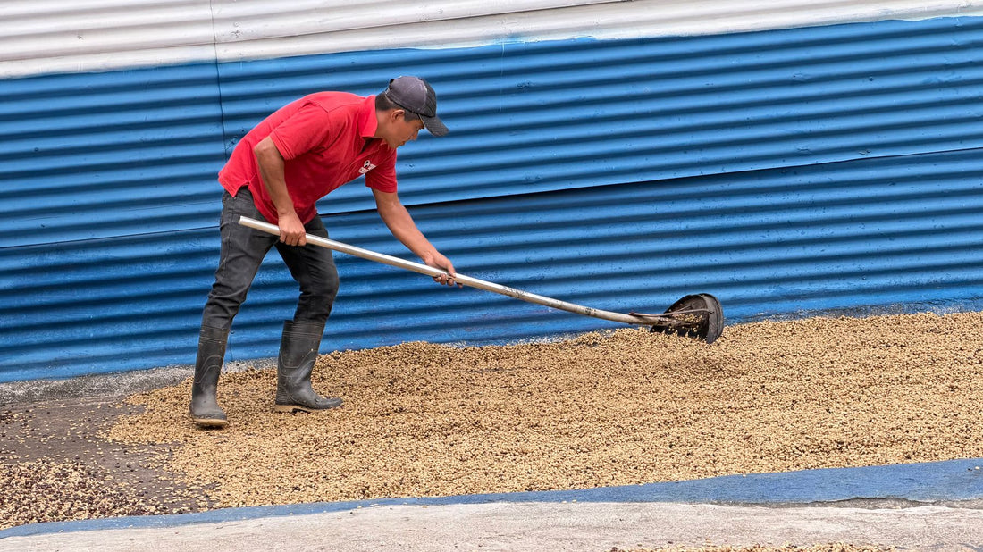 Worker spreading coffee beans across a drying surface during post-harvest processing