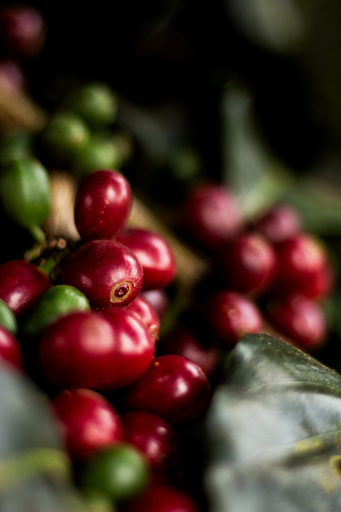 Ripe red and green coffee cherries on a branch in Colombia representing Pink Bourbon coffee production