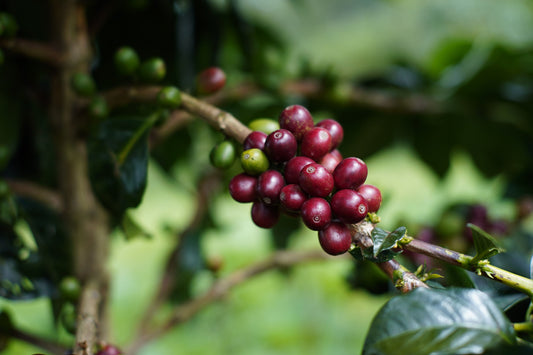 Ripe red coffee cherries on a branch representing high-quality Arabica varieties such as Pacamara