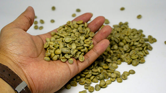 Hand holding green coffee beans during dry-mill quality inspection and sorting