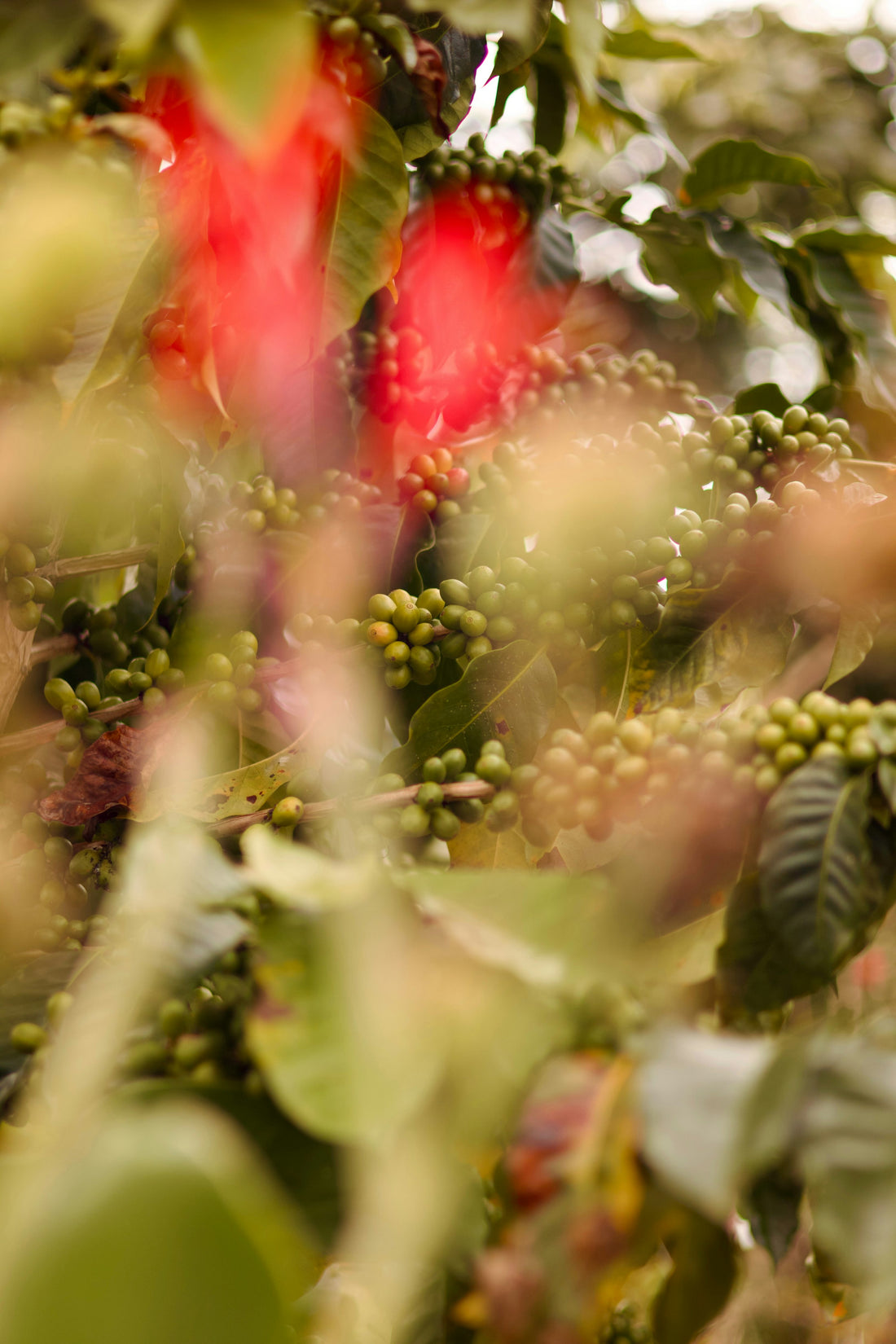Green coffee cherries growing on a coffee plant, illustrating how peaberry coffee develops inside the fruit