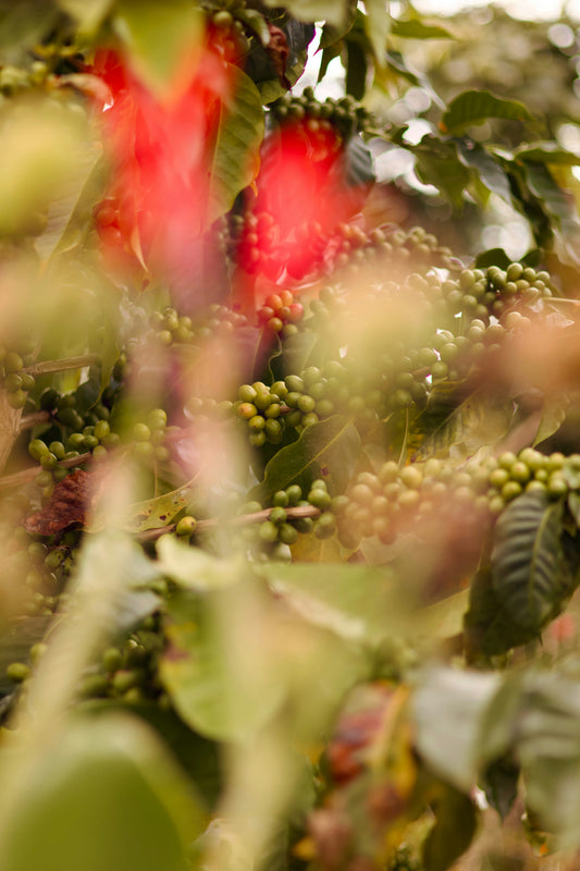 Green coffee cherries growing on a coffee plant, illustrating how peaberry coffee develops inside the fruit