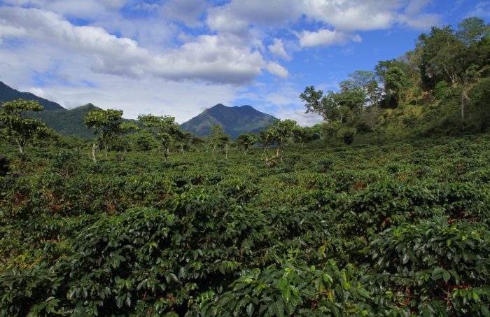 Guatemala Coffee Cultivation Mountains