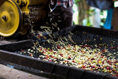 green-coffee-processing-methods-achilles-coffee-roasters